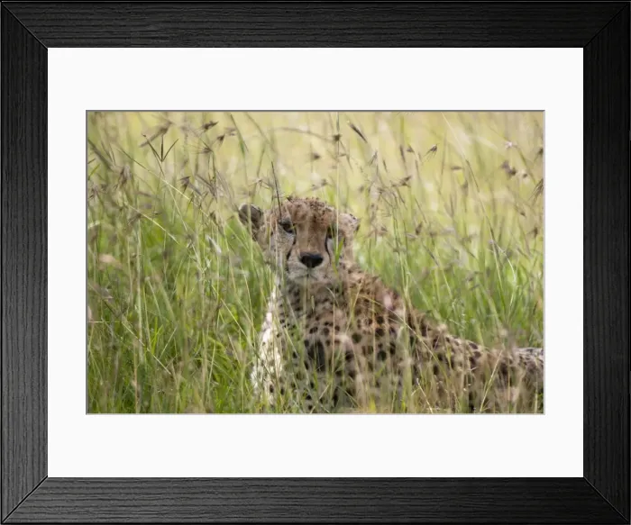 Framed Print : Cheetah (Acynonix jubatus), Masai Mara National Reserve, Kenya, East Africa, Africa Framed Print : Cheetah (Acynonix jubatus), Masai Mara National Reserve, Kenya, East Africa, Africa