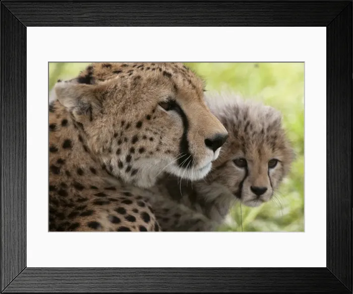Framed Print : Cheetah (Acynonix jubatus) and cub, Masai Mara National Reserve, Kenya, East Africa, Africa Framed Print : Cheetah (Acynonix jubatus) and cub, Masai Mara National Reserve, Kenya, East Africa, Africa