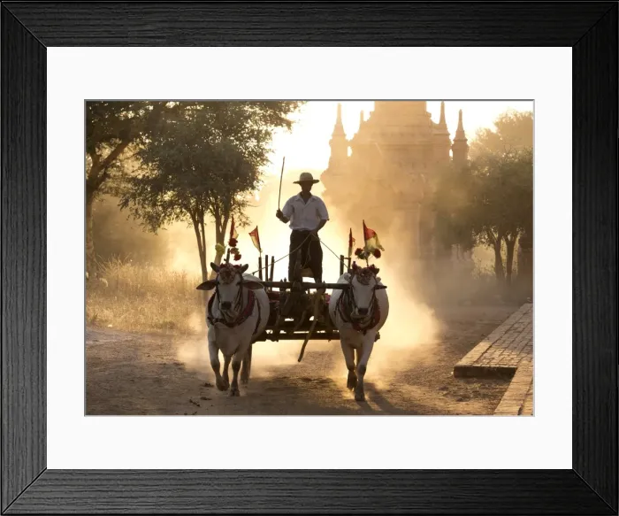 Framed Print : Bullock cart on a dusty track among the temples of Bagan with light from the setting sun shining through the dust, Bagan, Myanmar (Burma), Southeast Asia Framed Print : Bullock cart on a dusty track among the temples of Bagan with light from the setting sun shining through the dust, Bagan, Myanmar (Burma), Southeast Asia