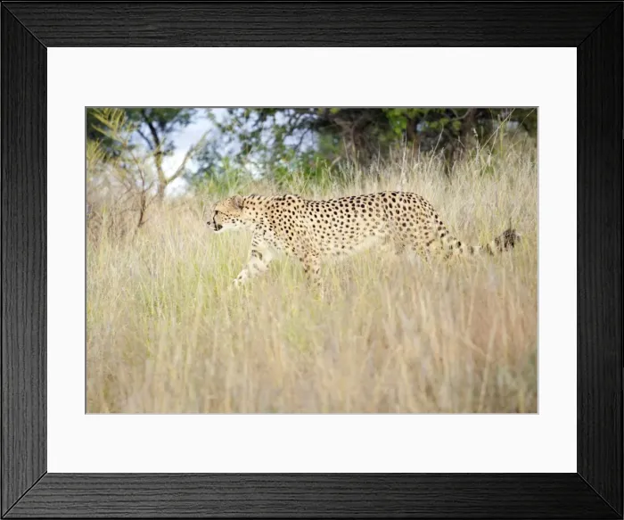 Framed Print : Cheetah walking through tall grass, Amani Lodge, near Windhoek, Namibia, Africa Framed Print : Cheetah walking through tall grass, Amani Lodge, near Windhoek, Namibia, Africa