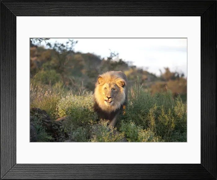 Framed Print : Male lion bathed in evening light, Amani Lodge, near Windhoek, Namibia, Africa Framed Print : Male lion bathed in evening light, Amani Lodge, near Windhoek, Namibia, Africa