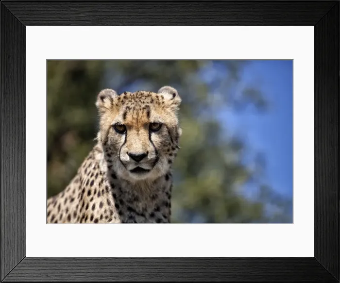 Framed Print : Cheetah against blue sky, Amani Lodge, near Windhoek, Namibia, Africa Framed Print : Cheetah against blue sky, Amani Lodge, near Windhoek, Namibia, Africa