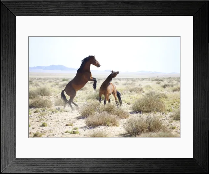 Framed Print : Two wild horses sparring in the bleached landscape near Aus, Namibia, Africa