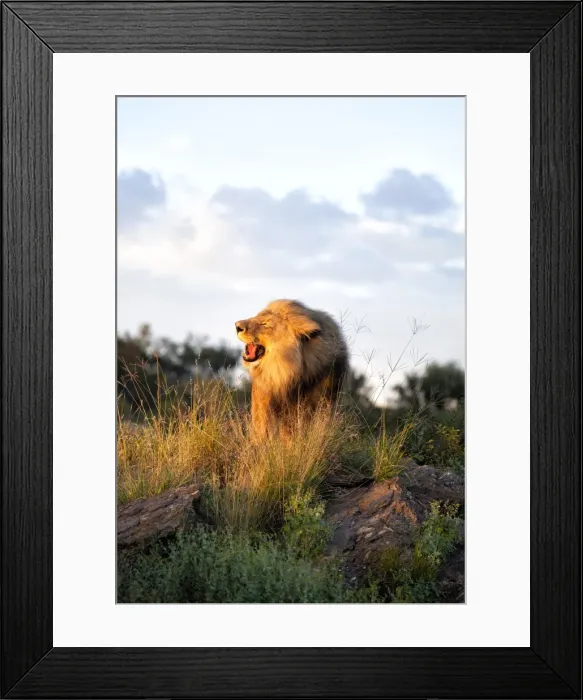 Framed Print : Male lion bathed in evening light and roaring, Amani Lodge, near Windhoek, Namibia, Africa