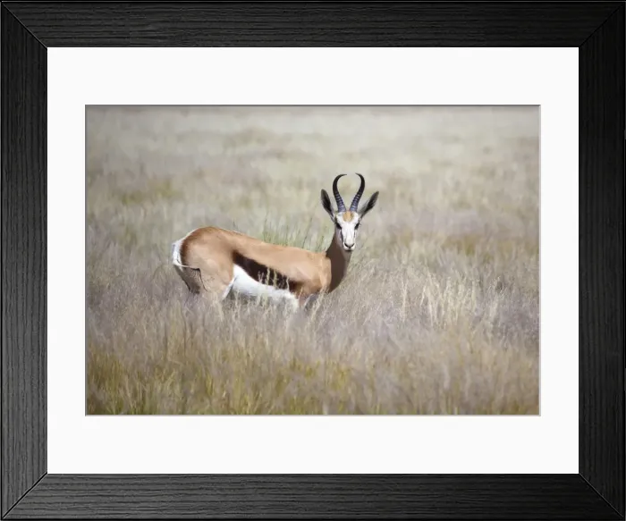 Framed Print : Springbok standing in grass, Namib Naukluft Park, Namibia, Africa Framed Print : Springbok standing in grass, Namib Naukluft Park, Namibia, Africa