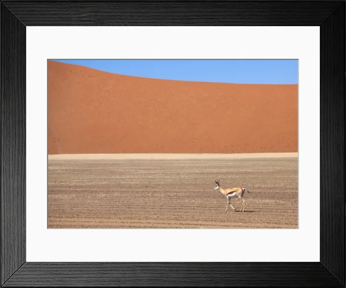 Framed Print : Springbok and orange sand dune in the ancient Namib Desert near Sesriem, Namib Naukluft Park, Namibia, Africa Framed Print : Springbok and orange sand dune in the ancient Namib Desert near Sesriem, Namib Naukluft Park, Namibia, Africa