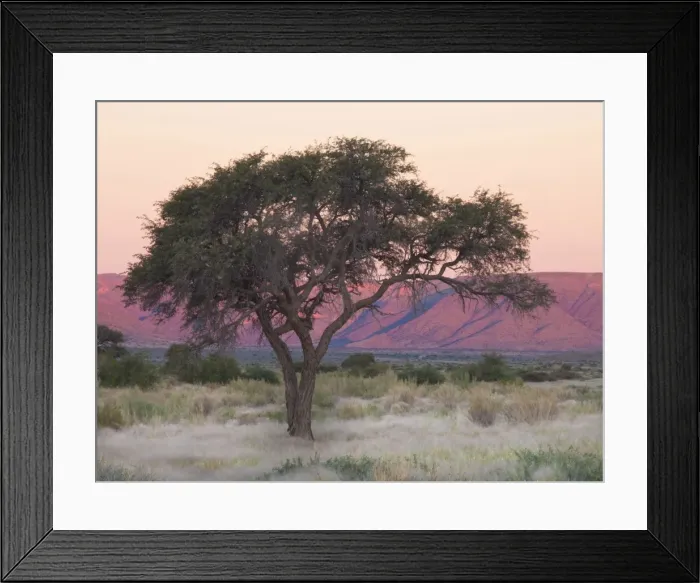 Framed Print : Camelthorn tree against sandstone mountains lit by the last rays of light from the setting sun, near Sesriem, Namib Desert, Namib Naukluft Park, Namibia, Africa Framed Print : Camelthorn tree against sandstone mountains lit by the last rays of light from the setting sun, near Sesriem, Namib Desert, Namib Naukluft Park, Namibia, Africa