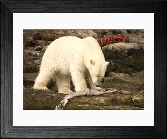 Framed Print : Polar bear feeding on a seal carcass, Button Islands, Labrador, Canada, North America Framed Print : Polar bear feeding on a seal carcass, Button Islands, Labrador, Canada, North America
