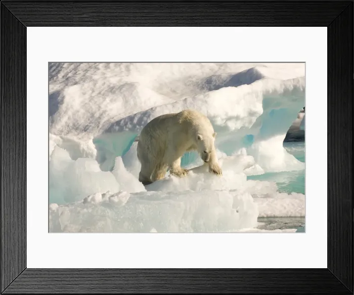 Framed Print : Polar bear on floating ice, Davis Strait, Labrador See, Labrador, Canada, North America Framed Print : Polar bear on floating ice, Davis Strait, Labrador See, Labrador, Canada, North America