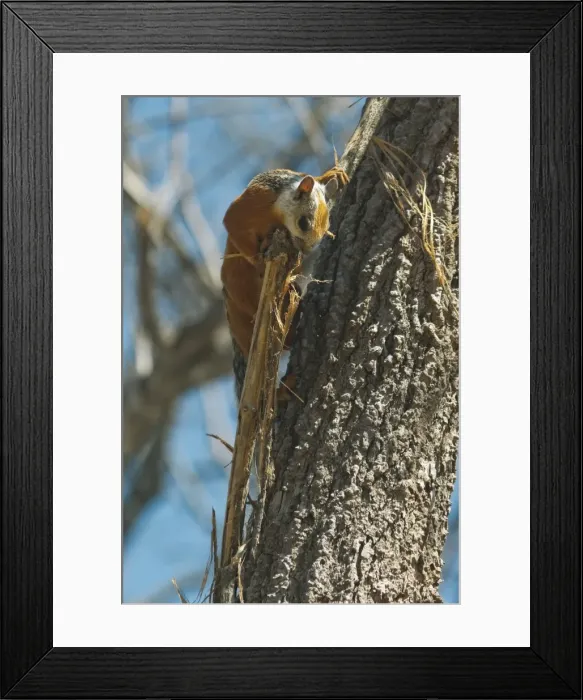 Framed Print : Variegated Squirrel gathering nest material in tree, Nosara, Nicoya Peninsula, Guanacaste Province, Costa Rica, Central America Framed Print : Variegated Squirrel gathering nest material in tree, Nosara, Nicoya Peninsula, Guanacaste Province, Costa Rica, Central America