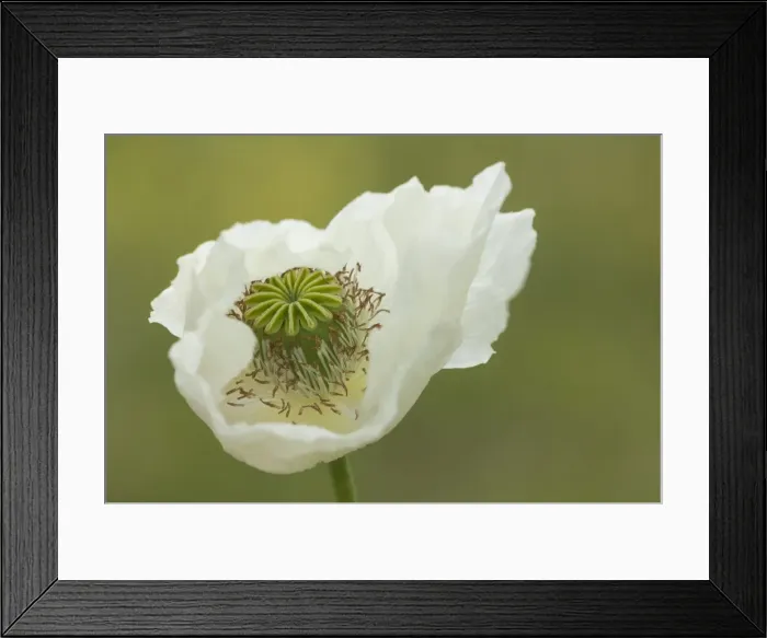 Framed Print : Opium poppy (Papaver somniferum), Turkey, Asia Minor, Eurasia Framed Print : Opium poppy (Papaver somniferum), Turkey, Asia Minor, Eurasia
