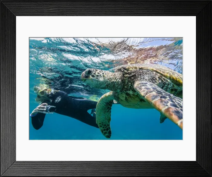 Framed Print : Green sea turtle (Chelonia mydas) underwater with snorkeler, Maui, Hawaii, United States of America, Pacific Framed Print : Green sea turtle (Chelonia mydas) underwater with snorkeler, Maui, Hawaii, United States of America, Pacific