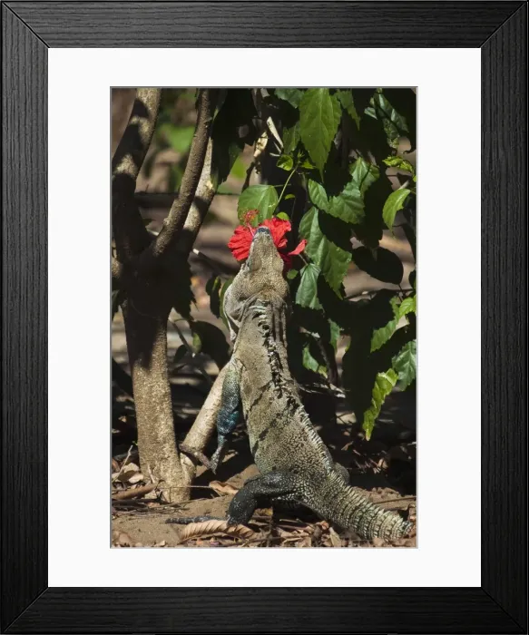 Framed Print : Large Black Ctenosaur or Iguana Negra eating red Hibiscus flower near Nosara, Nicoya Peninsula, Guanacaste Province, Costa Rica Framed Print : Large Black Ctenosaur or Iguana Negra eating red Hibiscus flower near Nosara, Nicoya Peninsula, Guanacaste Province, Costa Rica