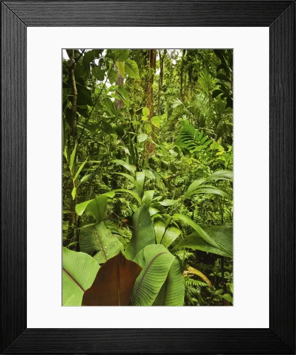 Framed Print : Jungle at Arenal Hanging Bridges where rainforest canopy is accessible via walkways, La Fortuna, Alajuela Province, Costa Rica, Central America Framed Print : Jungle at Arenal Hanging Bridges where rainforest canopy is accessible via walkways, La Fortuna, Alajuela Province, Costa Rica, Central America