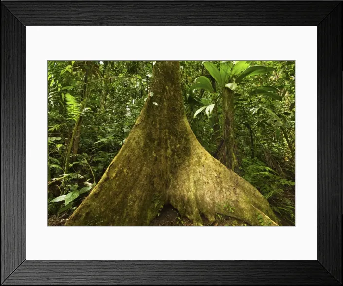 Framed Print : Buttress root in jungle at Arenal Hanging Bridges where rainforest canopy is accessible via walkways, La Fortuna, Alajuela Province, Costa Rica, Central America Framed Print : Buttress root in jungle at Arenal Hanging Bridges where rainforest canopy is accessible via walkways, La Fortuna, Alajuela Province, Costa Rica, Central America