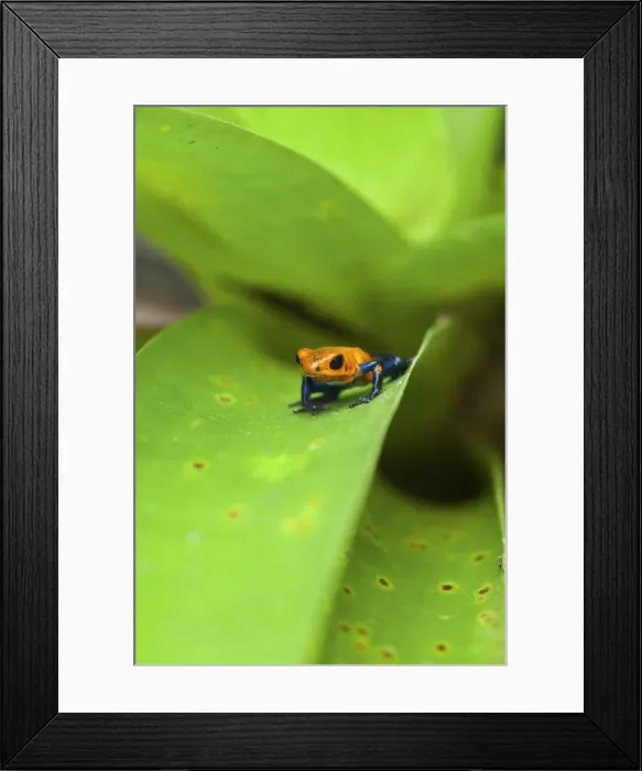 Framed Print : Poison Dart Frog, named due it excreting a poison that paralyses - used on native arrows; Arenal, Alajuela Province, Costa Rica Framed Print : Poison Dart Frog, named due it excreting a poison that paralyses - used on native arrows; Arenal, Alajuela Province, Costa Rica