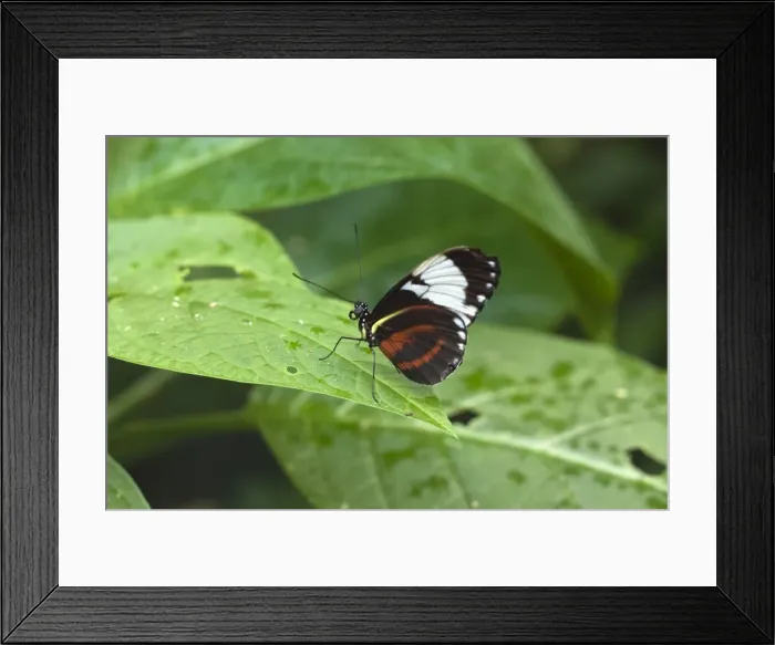 Framed Print : Mechanitis polymnia isthmia butterfly, a common species in Costa Rica; Arenal, Alajuela Province, Costa Rica, Central America Framed Print : Mechanitis polymnia isthmia butterfly, a common species in Costa Rica; Arenal, Alajuela Province, Costa Rica, Central America