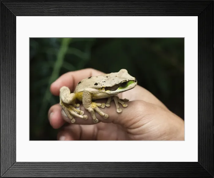 Framed Print : Masked tree frog (Smilisca phaeota), one of 133 species in the country, Arenal, Alajuela Province, Costa Rica, Central America Framed Print : Masked tree frog (Smilisca phaeota), one of 133 species in the country, Arenal, Alajuela Province, Costa Rica, Central America