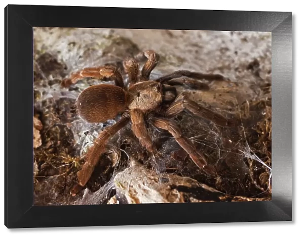 Tarantula spider, Arenal, Alajuela Province, Costa Rica, Central America