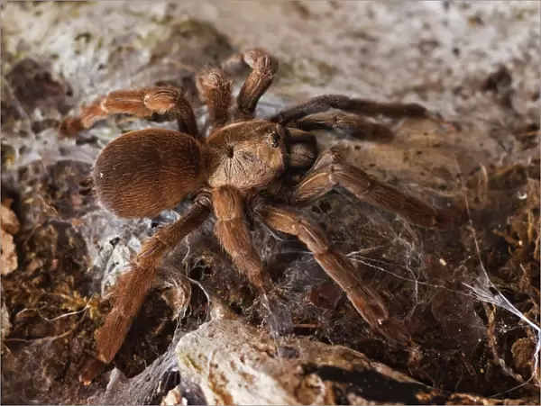 Tarantula spider, Arenal, Alajuela Province, Costa Rica, Central America