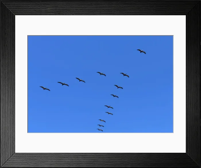 Framed Print : Pelicans in V formation over Playa Guiones beach, Nosara, Nicoya Peninsula, Guanacaste Province, Costa Rica, Central America Framed Print : Pelicans in V formation over Playa Guiones beach, Nosara, Nicoya Peninsula, Guanacaste Province, Costa Rica, Central America