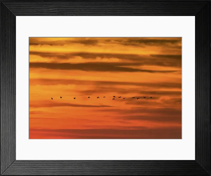 Framed Print : Pelicans at sunset over Playa Guiones surf beach, Nosara, Nicoya Peninsula, Guanacaste Province, Costa Rica, Central America Framed Print : Pelicans at sunset over Playa Guiones surf beach, Nosara, Nicoya Peninsula, Guanacaste Province, Costa Rica, Central America