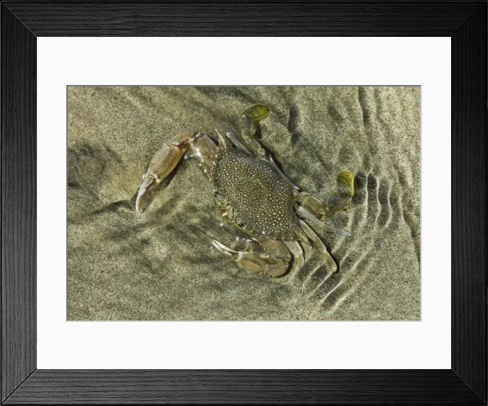 Framed Print : Superbly camouflaged crab on Playa Guiones beach, Nosara, Nicoya Peninsula, Guanacaste Province, Costa Rica, Central America Framed Print : Superbly camouflaged crab on Playa Guiones beach, Nosara, Nicoya Peninsula, Guanacaste Province, Costa Rica, Central America