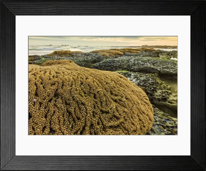 Framed Print : Intertidal sand reef made by the sandcastle worm, Playa Guiones beach, Nosara, Nicoya Peninsula, Guanacaste Province, Costa Rica, Central America Framed Print : Intertidal sand reef made by the sandcastle worm, Playa Guiones beach, Nosara, Nicoya Peninsula, Guanacaste Province, Costa Rica, Central America