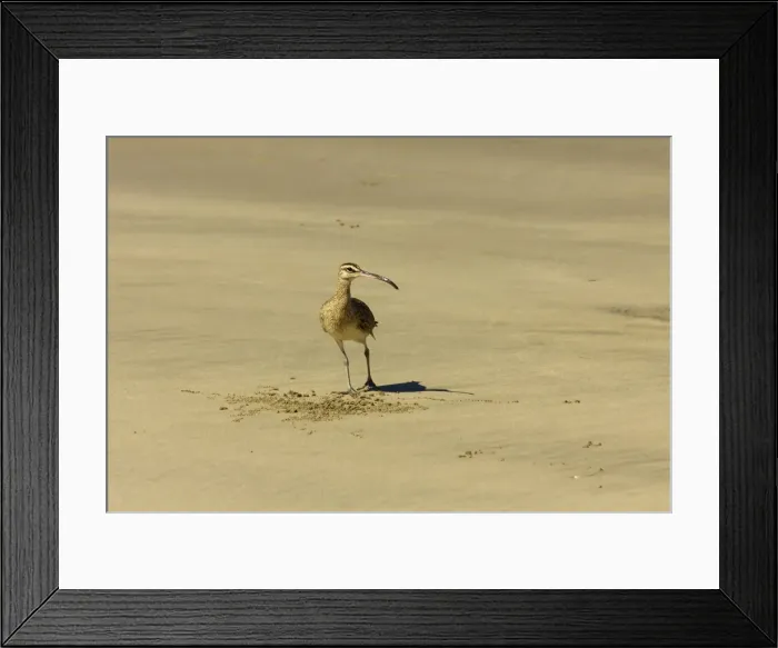 Framed Print : Long-billed Curlew (Numenius americanus) on Playa Guiones beach at Nosara, Nicoya Peninsula, Guanacaste Province, Costa Rica, Central America Framed Print : Long-billed Curlew (Numenius americanus) on Playa Guiones beach at Nosara, Nicoya Peninsula, Guanacaste Province, Costa Rica, Central America