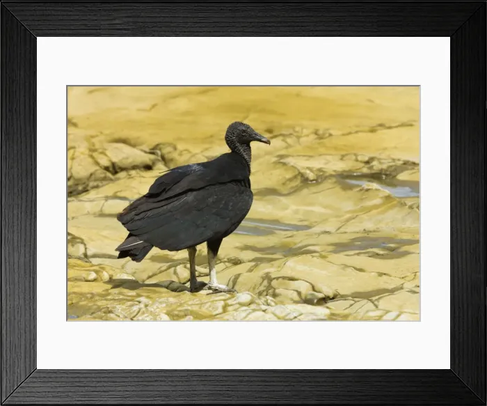 Framed Print : South American black vulture, a common scavenger, at a river mouth; Nosara, Nicoya Peninsula, Guanacaste Province, Costa Rica, Central America Framed Print : South American black vulture, a common scavenger, at a river mouth; Nosara, Nicoya Peninsula, Guanacaste Province, Costa Rica, Central America
