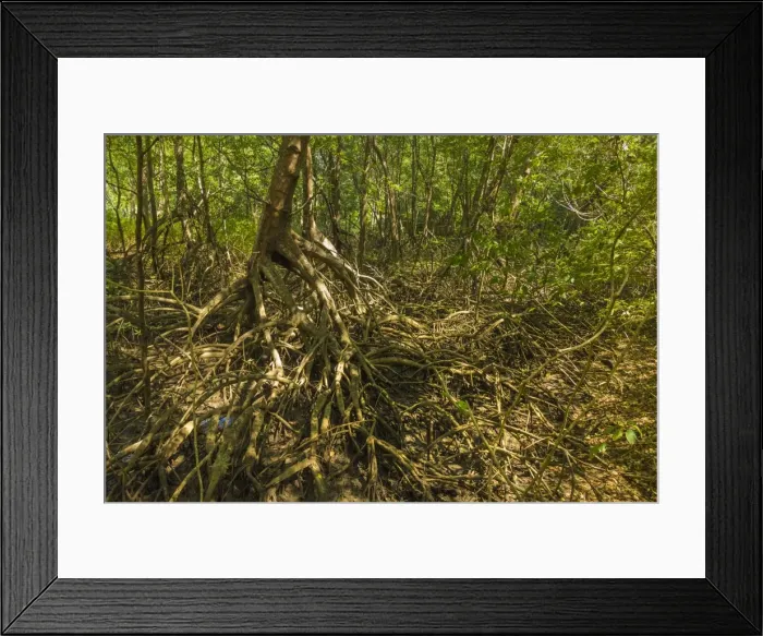 Framed Print : Mangrove forest in the Biological Reserve near the Nosara River mouth; Nosara, Nicoya Peninsula, Guanacaste Province, Costa Rica, Central America Framed Print : Mangrove forest in the Biological Reserve near the Nosara River mouth; Nosara, Nicoya Peninsula, Guanacaste Province, Costa Rica, Central America