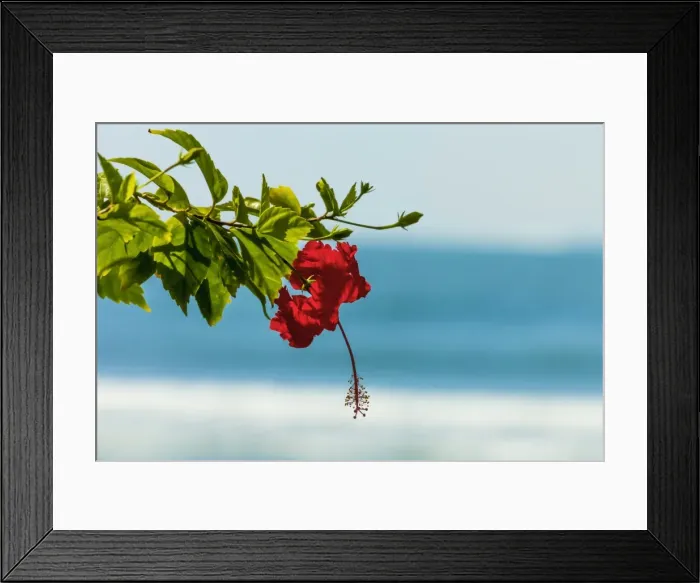 Framed Print : Hibiscus flower at popular Playa Guiones beach, Nosara, Nicoya Peninsula, Guanacaste Province, Costa Rica, Central America Framed Print : Hibiscus flower at popular Playa Guiones beach, Nosara, Nicoya Peninsula, Guanacaste Province, Costa Rica, Central America