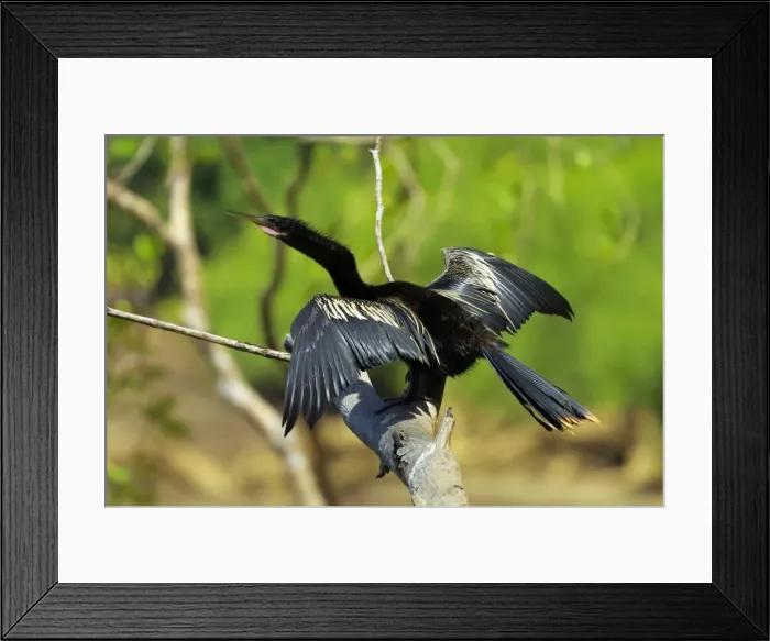 Framed Print : Male Anhinga (aka Snakebird) a swimming bird of the Darter family, on the Nosara River, Nosara, Guanacaste Province, Costa Rica, Central America Framed Print : Male Anhinga (aka Snakebird) a swimming bird of the Darter family, on the Nosara River, Nosara, Guanacaste Province, Costa Rica, Central America