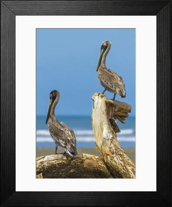 Framed Print : Pair of Brown Pelicans (Pelecanus occidentalis) perched at the Nosara River mouth, Nosara, Guanacaste Province, Costa Rica, Central America Framed Print : Pair of Brown Pelicans (Pelecanus occidentalis) perched at the Nosara River mouth, Nosara, Guanacaste Province, Costa Rica, Central America