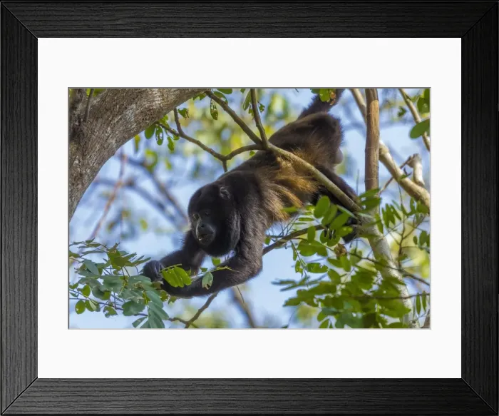 Framed Print : A Mantled Howler Monkey (Alouatta palliata), known for its call, eating leaves in tree; Nosara, Guanacaste Province, Costa Rica, Central America Framed Print : A Mantled Howler Monkey (Alouatta palliata), known for its call, eating leaves in tree; Nosara, Guanacaste Province, Costa Rica, Central America
