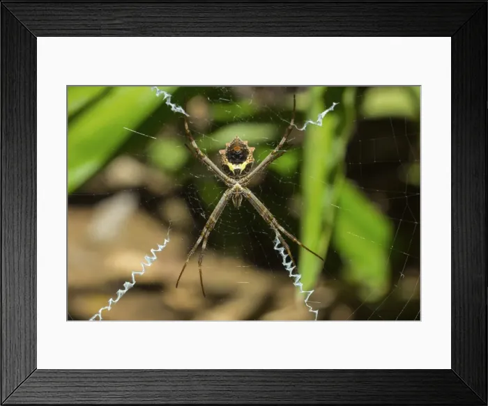 Framed Print : Yellow & black garden spider (Argiope Aurentia) with normal zigzag stabilimentia on web;Nosara, Guanacaste Province, Costa Rica, Central America Framed Print : Yellow & black garden spider (Argiope Aurentia) with normal zigzag stabilimentia on web;Nosara, Guanacaste Province, Costa Rica, Central America