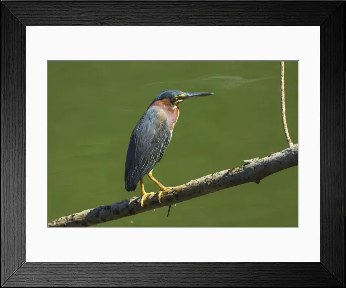 Framed Print : Green Heron (Butorides virescens) by the Nosara River at the Biological Reserve, Nosara, Guanacaste Province, Costa Rica, Central America Framed Print : Green Heron (Butorides virescens) by the Nosara River at the Biological Reserve, Nosara, Guanacaste Province, Costa Rica, Central America