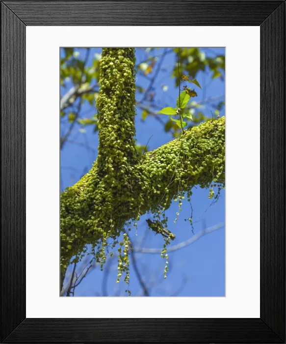 Framed Print : Peperomia Rotundifolia (Creeping Buttons) a creeping epiphyte on a tree, Nosara River, Nosara, Guanacaste Province, Costa Rica, Central America Framed Print : Peperomia Rotundifolia (Creeping Buttons) a creeping epiphyte on a tree, Nosara River, Nosara, Guanacaste Province, Costa Rica, Central America