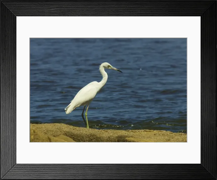 Framed Print : Snowy Egret (Egretta thula) by the Nosara River mouth near the Biological Reserve, Nosara, Guanacaste Province, Costa Rica, Central America Framed Print : Snowy Egret (Egretta thula) by the Nosara River mouth near the Biological Reserve, Nosara, Guanacaste Province, Costa Rica, Central America