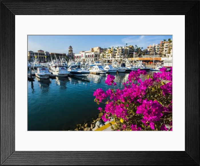Framed Print : Colourful flowers in the harbour of Los Cabos, Baja California, Mexico, North America Framed Print : Colourful flowers in the harbour of Los Cabos, Baja California, Mexico, North America