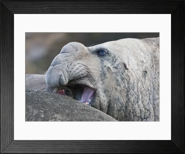 Framed Print : Close up of a male Southern elephant seal (Mirounga leonina), St. Andrews Bay, South Georgia Island, Polar Regions Framed Print : Close up of a male Southern elephant seal (Mirounga leonina), St. Andrews Bay, South Georgia Island, Polar Regions