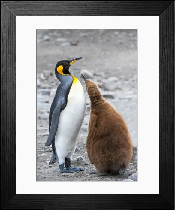 Framed Print : King penguin feeding a chick (Aptenodytes patagonicus), St. Andrews Bay, South Georgia Island, Polar Regions Framed Print : King penguin feeding a chick (Aptenodytes patagonicus), St. Andrews Bay, South Georgia Island, Polar Regions