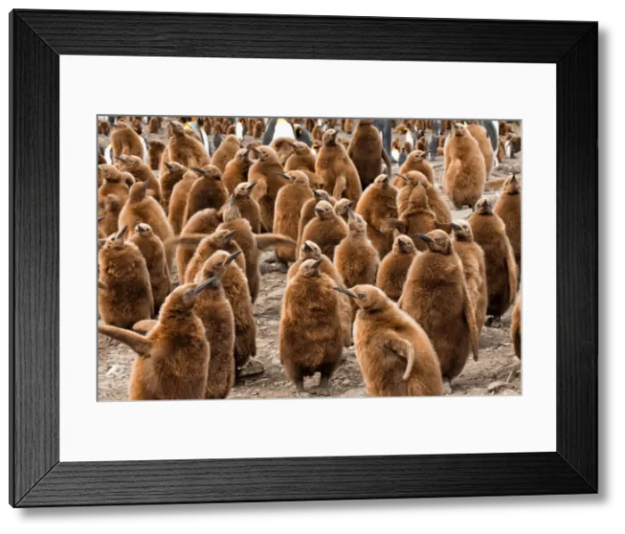 Framed Print : King penguin (Aptenodytes patagonicus) rookery, St. Andrews Bay, South Georgia Island, Polar Regions Framed Print : King penguin (Aptenodytes patagonicus) rookery, St. Andrews Bay, South Georgia Island, Polar Regions
