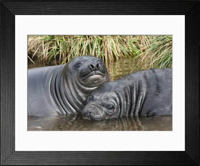 Framed Print : Two young Southern elephant seals (Mirounga leonina) playing in the water, Fortuna Bay, South Georgia Island, Polar Regions Framed Print : Two young Southern elephant seals (Mirounga leonina) playing in the water, Fortuna Bay, South Georgia Island, Polar Regions