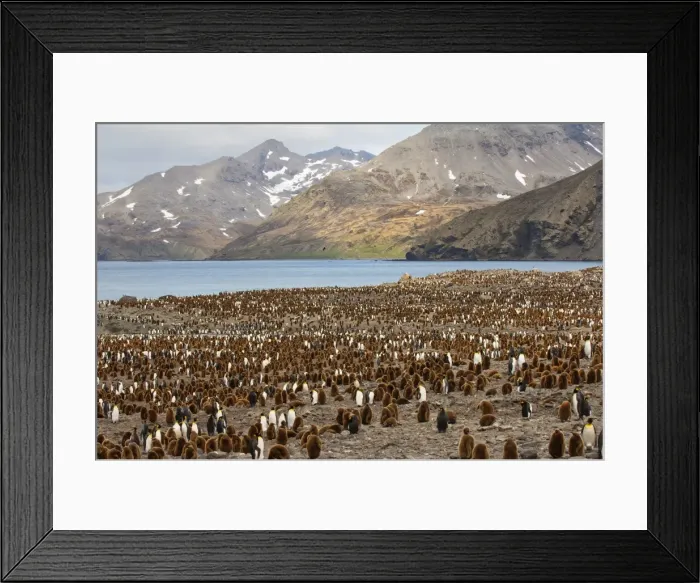 Framed Print : King penguin (Aptenodytes patagonicus) colony, St. Andrews Bay, South Georgia Island, Polar Regions Framed Print : King penguin (Aptenodytes patagonicus) colony, St. Andrews Bay, South Georgia Island, Polar Regions