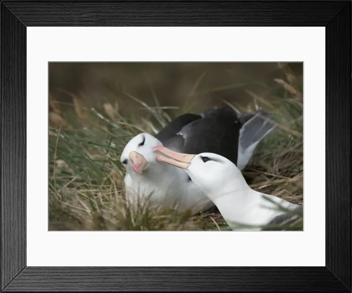 Framed Print : Courting black-browed albatross (black-browed mollymawk) (Diomedea melanophris), West Point, Falkland Island, South America Framed Print : Courting black-browed albatross (black-browed mollymawk) (Diomedea melanophris), West Point, Falkland Island, South America