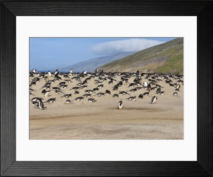 Framed Print : Gentoo penguin (Pygoscelis papua) rookery, Saunders Island, Falkland Islands, South America Framed Print : Gentoo penguin (Pygoscelis papua) rookery, Saunders Island, Falkland Islands, South America