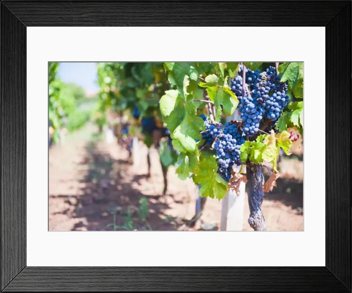 Framed Print : Grapes on a vine in a vineyard, Lumbarda, Korcula Island, Dalmatian Coast, Croatia, Europe Framed Print : Grapes on a vine in a vineyard, Lumbarda, Korcula Island, Dalmatian Coast, Croatia, Europe