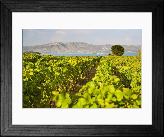 Framed Print : Vineyard, Lumbarda, Korcula Island, Dalmatian Coast, Adriatic, Croatia, Europe Framed Print : Vineyard, Lumbarda, Korcula Island, Dalmatian Coast, Adriatic, Croatia, Europe