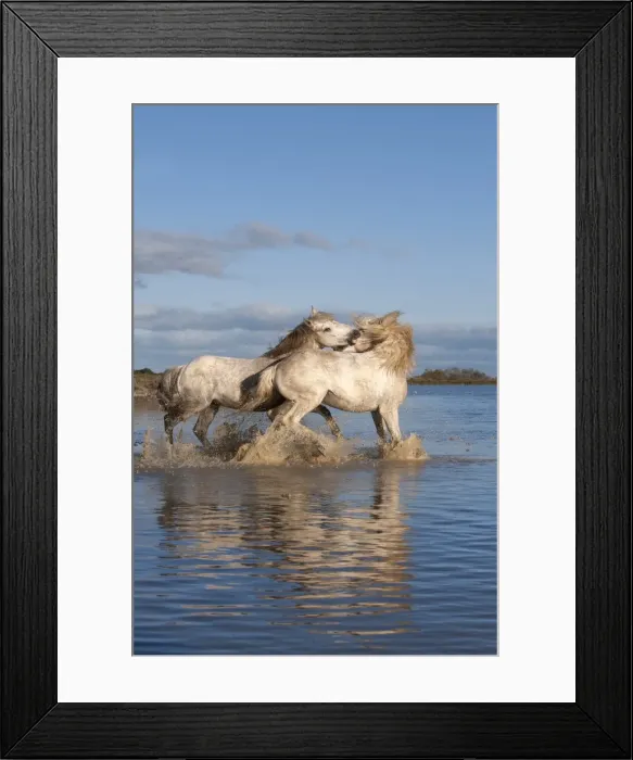 Framed Print : Camargue horses, stallions fighting in the water, Bouches du Rhone, Provence, France, Europe Framed Print : Camargue horses, stallions fighting in the water, Bouches du Rhone, Provence, France, Europe